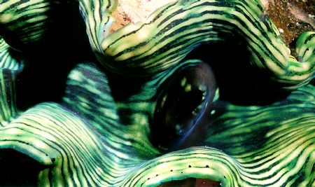 Mantle of Clam. Near Matangi Island, Fiji. NikonosV 28mm ... by Marylin Batt 