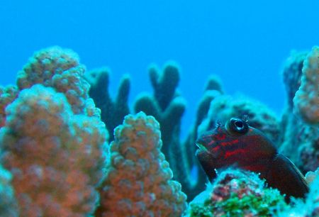 Red Streaked Blenny- Saipan MP by Martin Dalsaso 