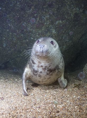 Grey seal. Farne isles. D200,16mm. by Derek Haslam 