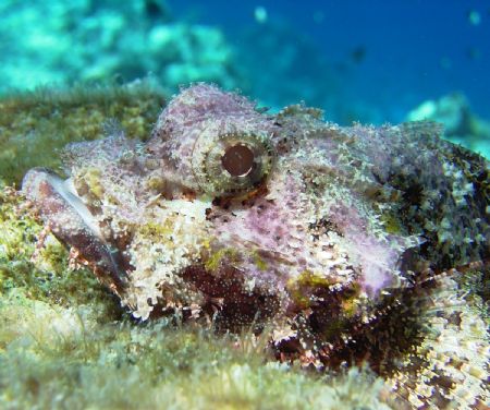 A look of innosence

Sea & Sea DX5000G with Flash
 by Martin Wierda 