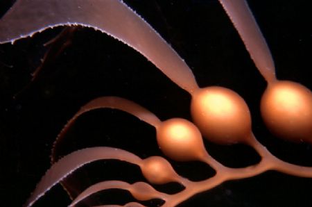 'SYMMETRY' Bull kelp - Catalina Isaland, California coast... by Rick Tegeler 