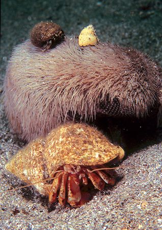 Hermit crab & friends - not sure what's happening here, b... by Mark Thomas 