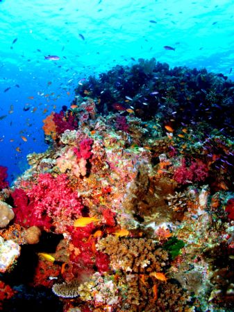 beautiful fiji by Becky Kagan 