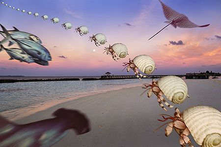 nik D2x Maldives, Ari Atoll, Vakarufalhi, Photoshop by Manfred Bail 