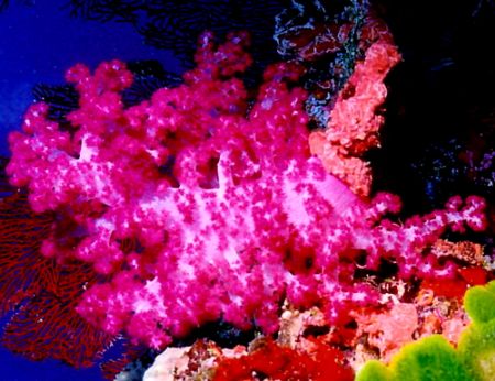 Striling soft coral, Mariah's Cove
near Matangi Island F... by Marylin Batt 