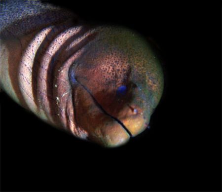 giant moray by Martin Dalsaso 