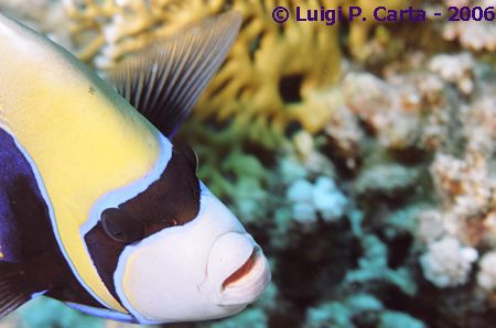 Emperor angel fish: a close look. by Luigi Carta 