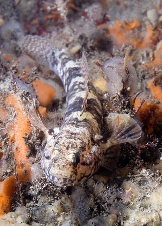 Black goby. Menai strait. North Wales.
D200, 60mm. by Derek Haslam 