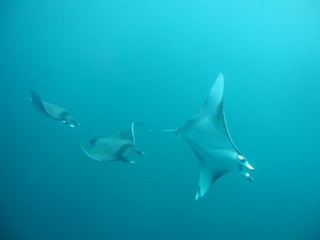 Three Mantas by Kevin Colter 