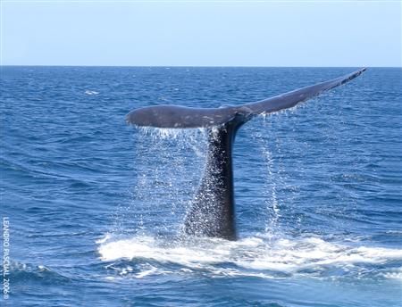 Ballena Franca Austral, en Puerto Piramides, en un avista... by Leandro Pascual 