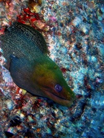 beautiful goldhead moray by Gabriel Guerra 