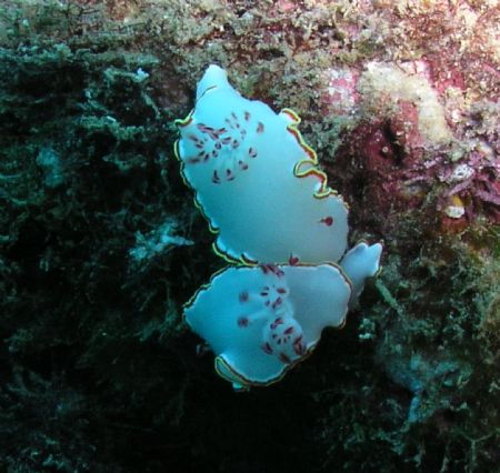Glossodoris Sedna Nudibranch x 2

Sometimes called the ... by Kevin Colter 
