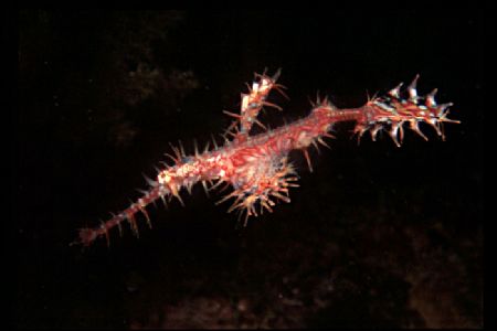 'ILLUSIVE PHANTOM' Ornate ghost pipefish. Lion Island, Lo... by Rick Tegeler 
