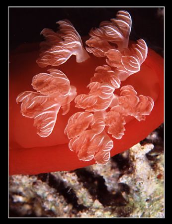 spanish dancer...from the back by Ran Marom 