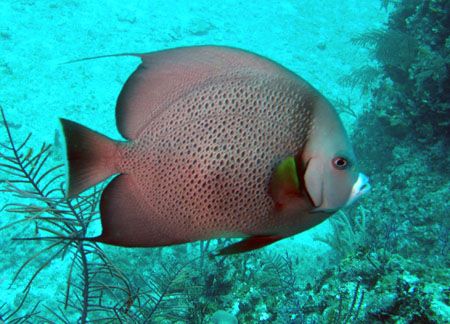 Gray Angle.Taken in the Bahamas by Ray Eccleston 