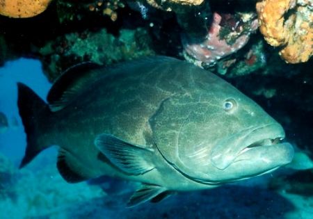 Goliath Grouper hiding under a ledge
Nikonos V 28mm lense by Marylin Batt 