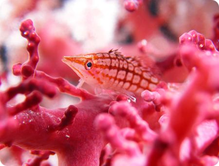 Longnose Hawkfish at Big Drop-off in Palau. by Yorko Summer 