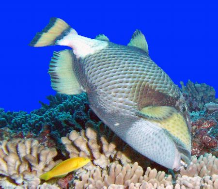 Titan Triggerw/Canary Wrasse by Martin Dalsaso 