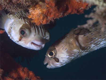 Gossiping Balloonfishes in La Paz (Sea of Cortez). Taken ... by Susan Lunn 