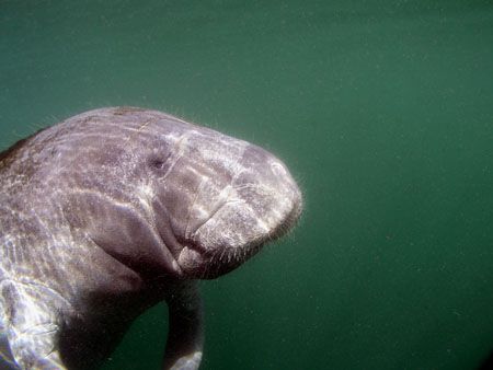 Manatee.Camera olympus c-5050,ikelite houseing, wa lens.T... by Ray Eccleston 