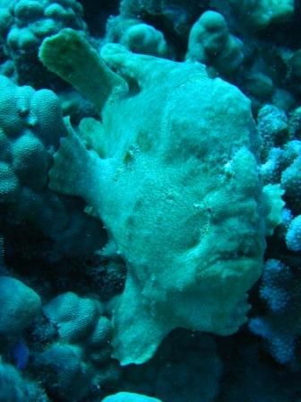 frog fish picture taken off kiwalo pipe hawaii by Gabriel Guerra 