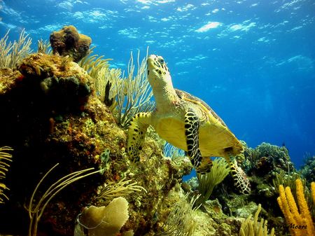 Hawksbill Turtle at Rainbow Canyons BVI. Taken with a Can... by Terry Moore 