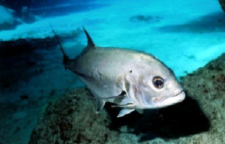 Amberjack hanging out in cut. Nikonos V 28mm lense by Marylin Batt 