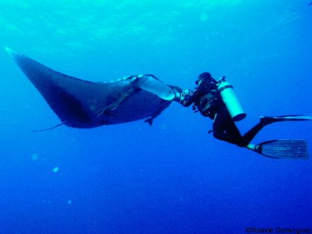 Manta and a diver at El Boiler, San Benedicto island, Méx... by Ramón Domínguez 