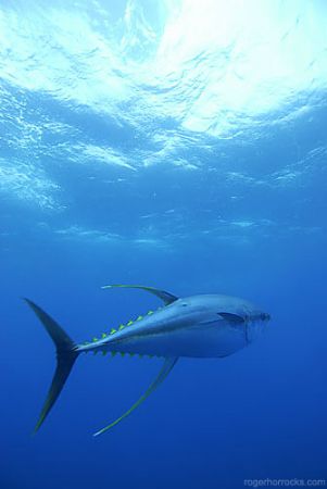 Yellow fin tuna crusing 50km out to sea of Cape Point, Ca... by Roger Horrocks 
