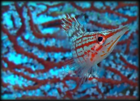 Longnose Hawkfish- Palau by Martin Dalsaso 