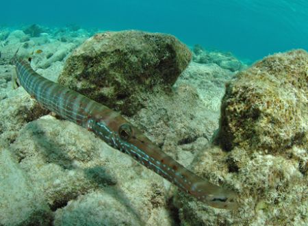 Taken while snorkeling on the morning we had to depart Cu... by David Heidemann 