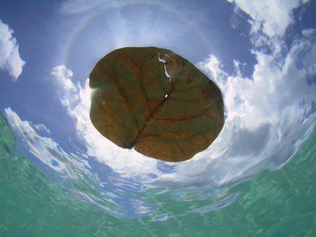 Leaf floating on the surface at Cane Garden Bay in the BV... by Terry Moore 