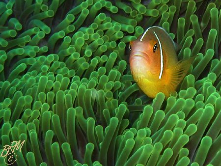 Anemonefish from Taveuni, Fiji. Canon A70 with internal f... by Brian Mayes 