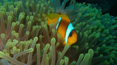 Shabb Claudio, Fury Shoals. Jan 06 onboard MV Hurricane.
... by Paul Bannister 