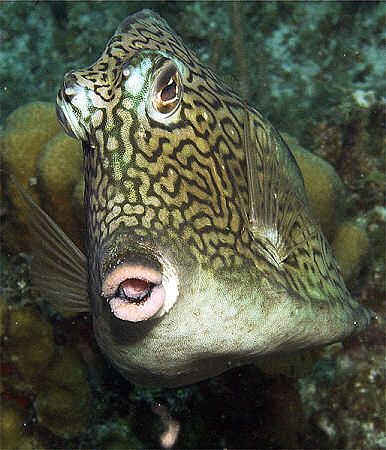 Kiss, kiss. Natural demeanor of the Honeycomb Cowfish. Ta... by Susan Lunn 