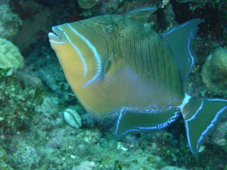 Baby Triggerfish, they have a wonderful face. by Lora Tucker 