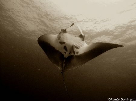 Manta at El Boiler, San Benedicto island, México. Olympus... by Ramón Domínguez 