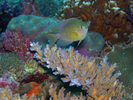 P. vaiuli - my first underwater photo taken during a site... by Nonoy Beldia 