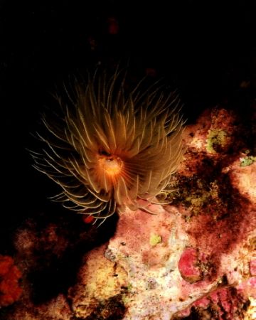 Feathery Anenome, only saw open at night. Nikonos V 28mm ... by Marylin Batt 