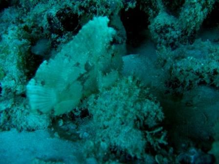 leaf scorpion fish off of nautilus reef of kiwalo basin h... by Gabriel Guerra 