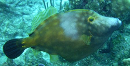 This White Spotted Filefish was a surprise. My first enco... by Lora Tucker 