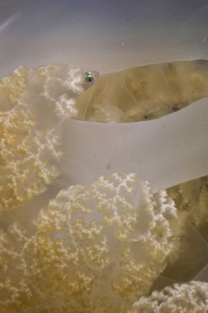 A juvenile Trachurus sp. swimming in the tentacles of a R... by Joao Pedro Tojal Loia Soares Silva 