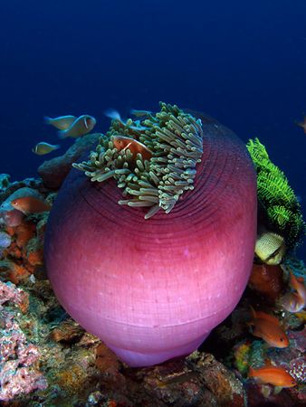 Pretty in Pink. Taken with Oly E330 and one Ike DS125 aim... by Nick Hobgood 
