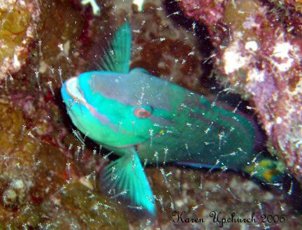 Diving a wreck in Cayman this Parrot was playing with me. by Karen Upchurch 