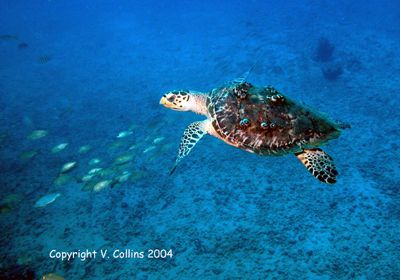 Terry the turtle. St. Thomas, U.S. Virgin Islands by Victoria Collins 