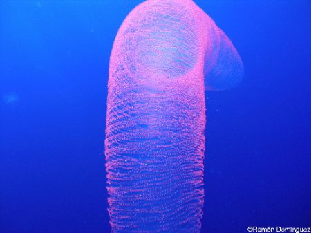 Pyrosoma atlanticum. Colony of zooids, tightly packed ind... by Ramón Domínguez 