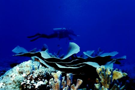 Huge Cabbage coral with my husband posing over the top to... by Marylin Batt 