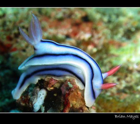 Loch's Chromodoris from Taveuni, Fiji. We saw quite a few... by Brian Mayes 
