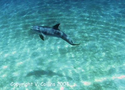 Image taken while freediving Nassau, Bahamas. by Victoria Collins 