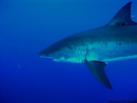 Great white shark with a tag on, if you recognize the tag... by Ramón Domínguez 